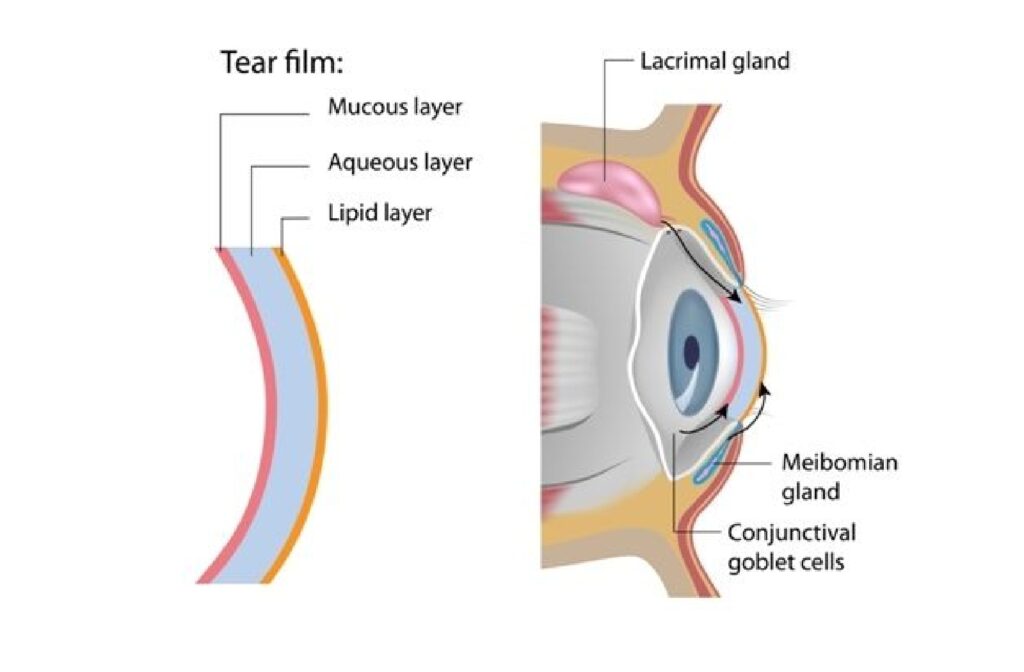 Diagram of the eye showing the tear film and its layers. On the left, a cross-section of the tear film is labeled with three layers: mucous layer (closest to the eye), aqueous layer (middle), and lipid layer (outermost). On the right, a cross-sectional illustration of the eye highlights the lacrimal gland (above the eye), meibomian glands (along the eyelids), and conjunctival goblet cells (lining the inner eyelid), which contribute to the formation and maintenance of the tear film.